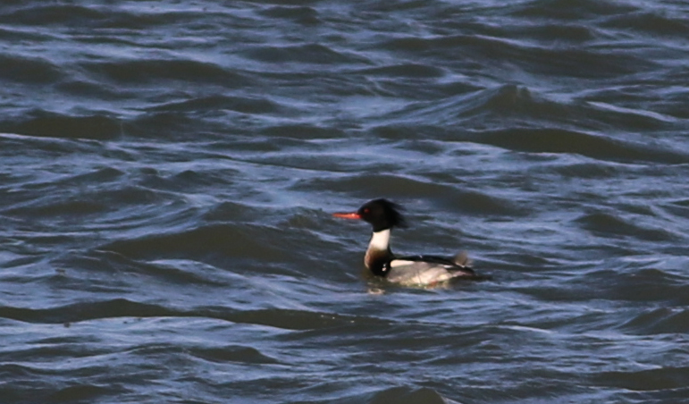 Red-breasted Merganser — Ana fotoğraf